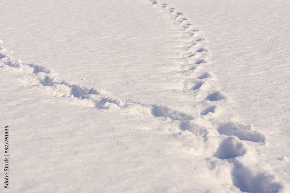 two tracks in the snow dispersed in different directions, selective focus two tracks in the snow dispersed in different directions, selective focus