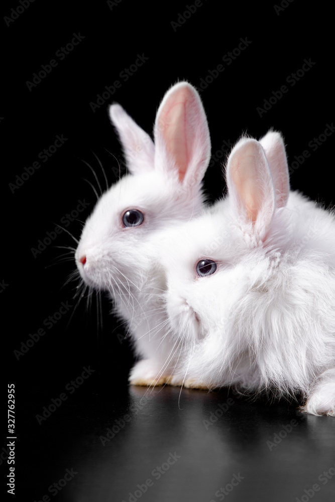 Vertical photo with a pair of cute tender fluffy snow-white Easter charming rabbits sitting in bright light on a black background