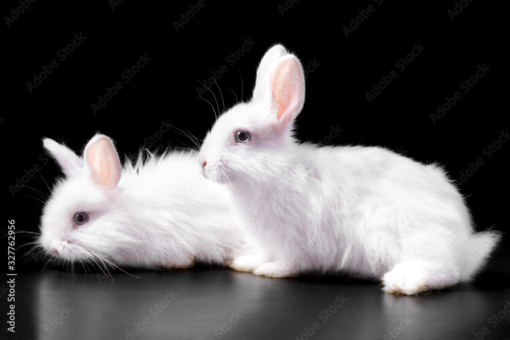 Horizontal photo with a pair of cute tender fluffy snow-white Easter charming rabbits sitting in bright light on a black background