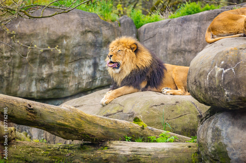 Male lion on Rock