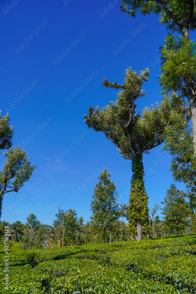Fototapeta premium Famous, beautifut and ever green hill station, Munnar, in Kerala, South India