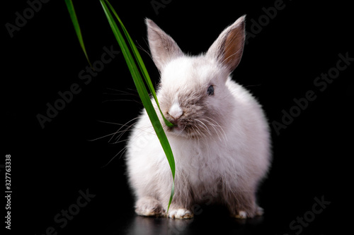 Tiny cute funny white easter bunny cub eating green grass on black background © Timur Abasov
