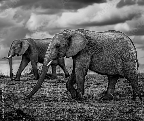 Elephants walking in Massai Mara