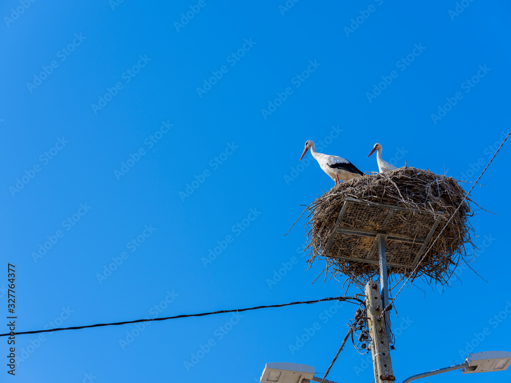 Fototapeta premium White storks in the nest, Comporta, Alentejo, Portugal
