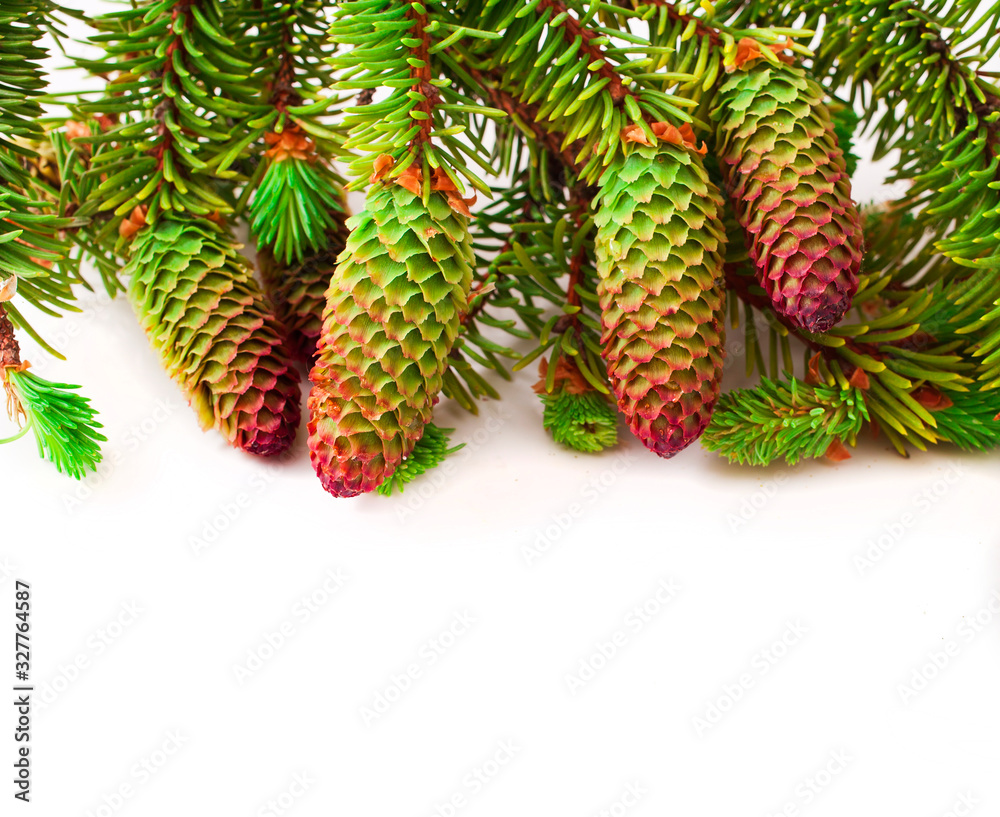 Brightly green prickly branches of a fir-tree isolated on a white background.