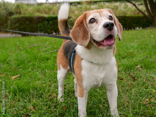 beagle named Arthur 4