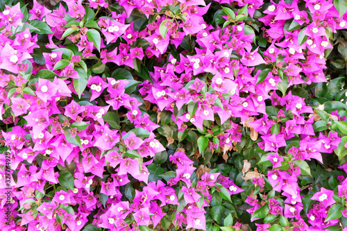 Wallpaper Mural Background of pink flowers. Spring concept. Flat lay style Torontodigital.ca