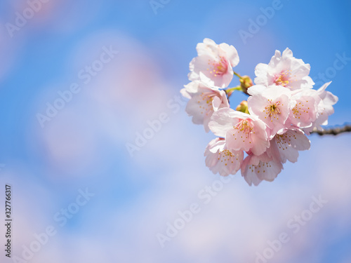 桜のある日本の風景 安行桜