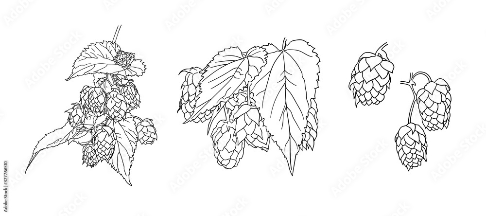 Vector Hop Plant Sketches Set, Black Outline Drawings Isolated on White ...