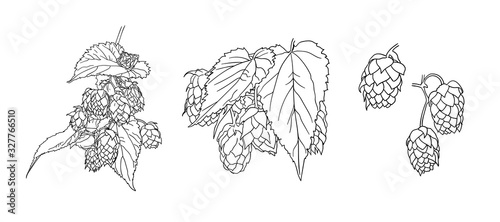 Vector Hop Plant Sketches Set, Black Outline Drawings Isolated on White Background, Beer Illustration Template.