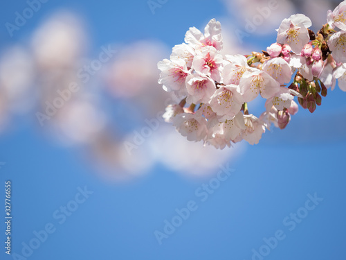 桜のある日本の風景 安行桜