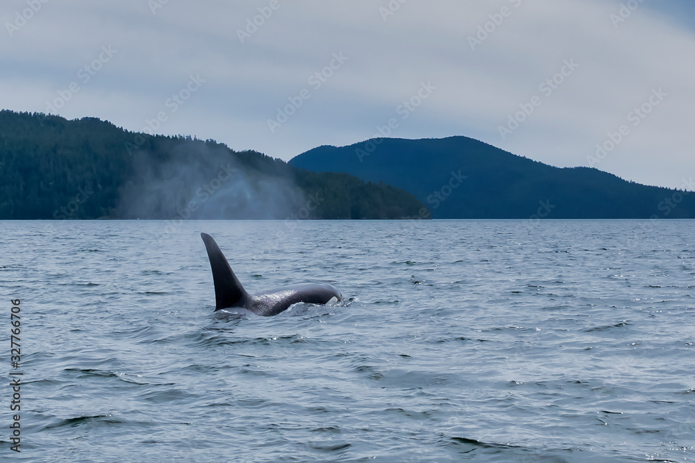 Naklejka premium Killer whale in Tofino mountains in background, view from boat on a killer whale