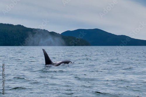 Killer whale in Tofino mountains in background, view from boat on a killer whale