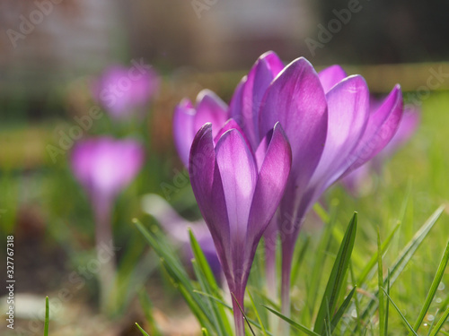 Purple crocus in the city