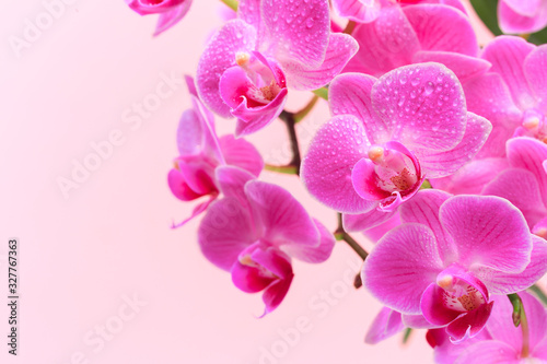 Pink orchid close up view on pastel pink  background. - Image