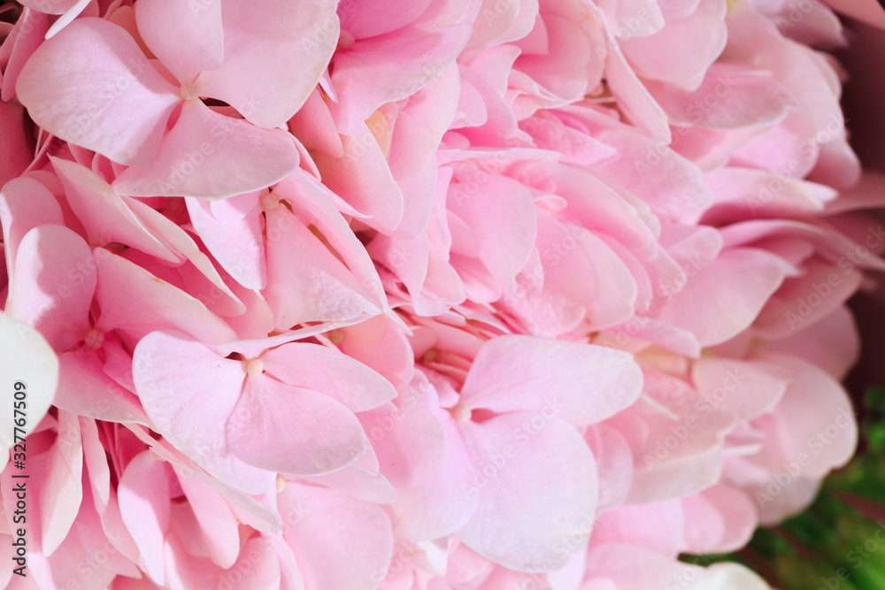Flower pink color close-up. Background. - Image