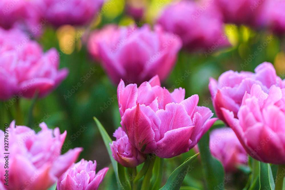 Obraz premium Closeup of pink tulips flowers with green leaves in the park outdoor.