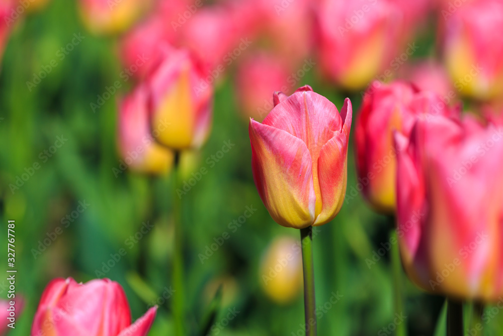 Closeup of pink tulips flowers with green leaves in the park outdoor.