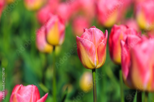 Closeup of pink tulips flowers with green leaves in the park outdoor.