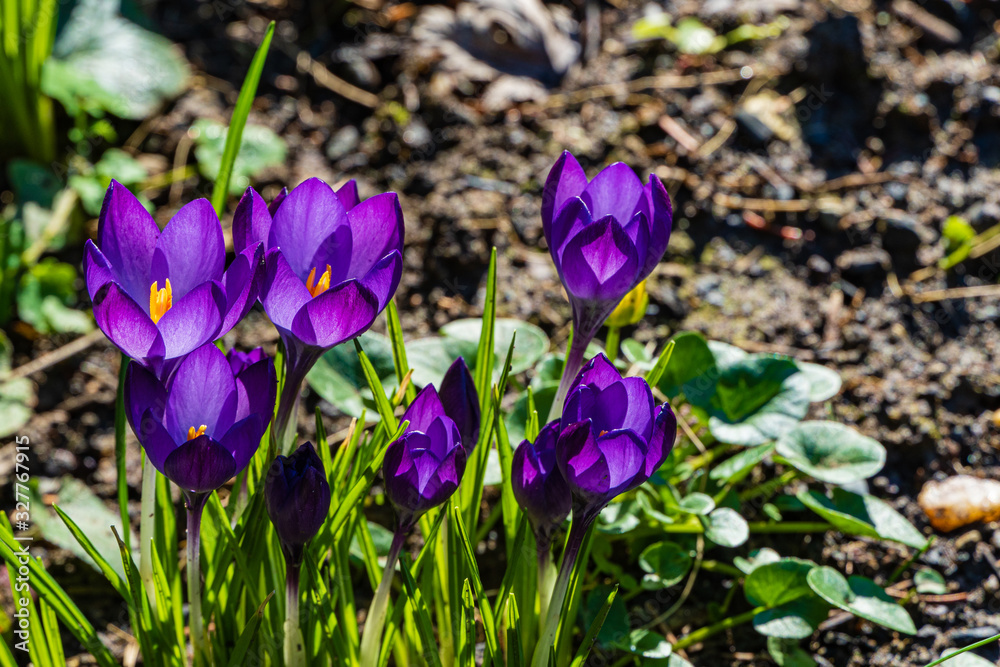 Crocus with purple petals on  blurred background of greenery in spring garden. Crocus flowers close-up. Spring design in landscaped garden. Nature concept for spring design.