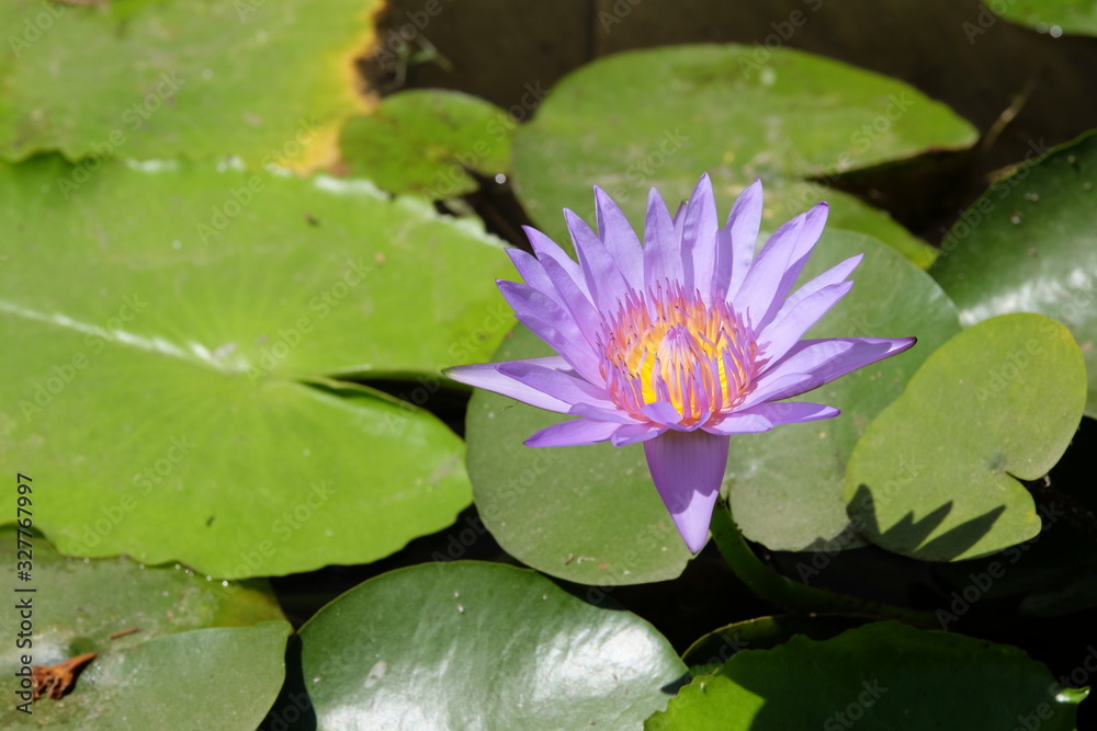 Purple lotus flowers blooming in the sun in the lotus garden. Purple lotus flowers blooming in the sun in the lotus garden.