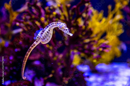 Potbelly Seahorse in Aquarium