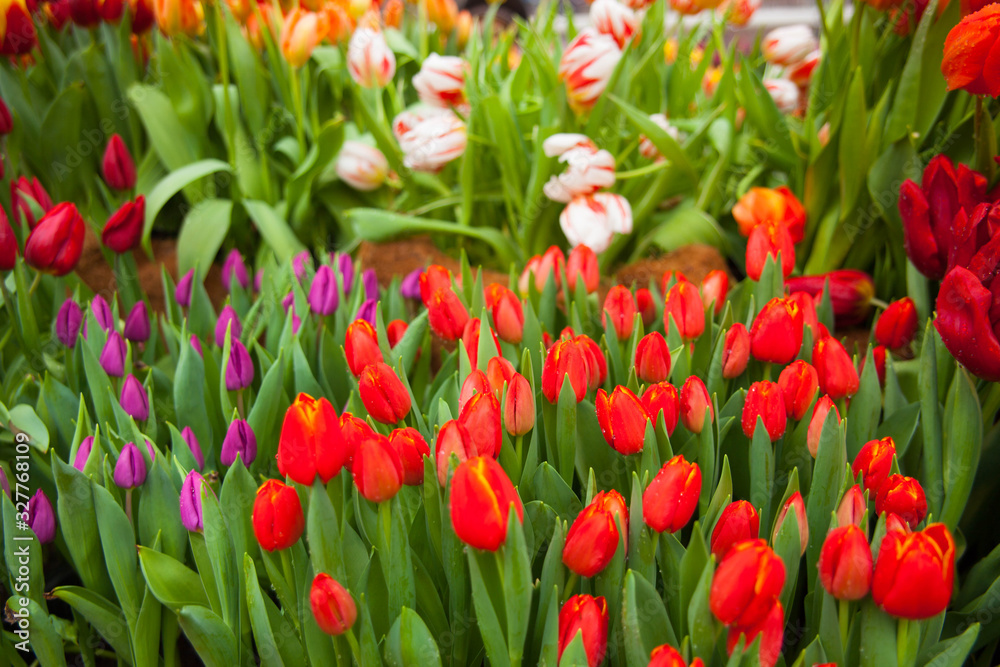 Fototapeta premium Tulip. Spring background of colorful flowers in the garden