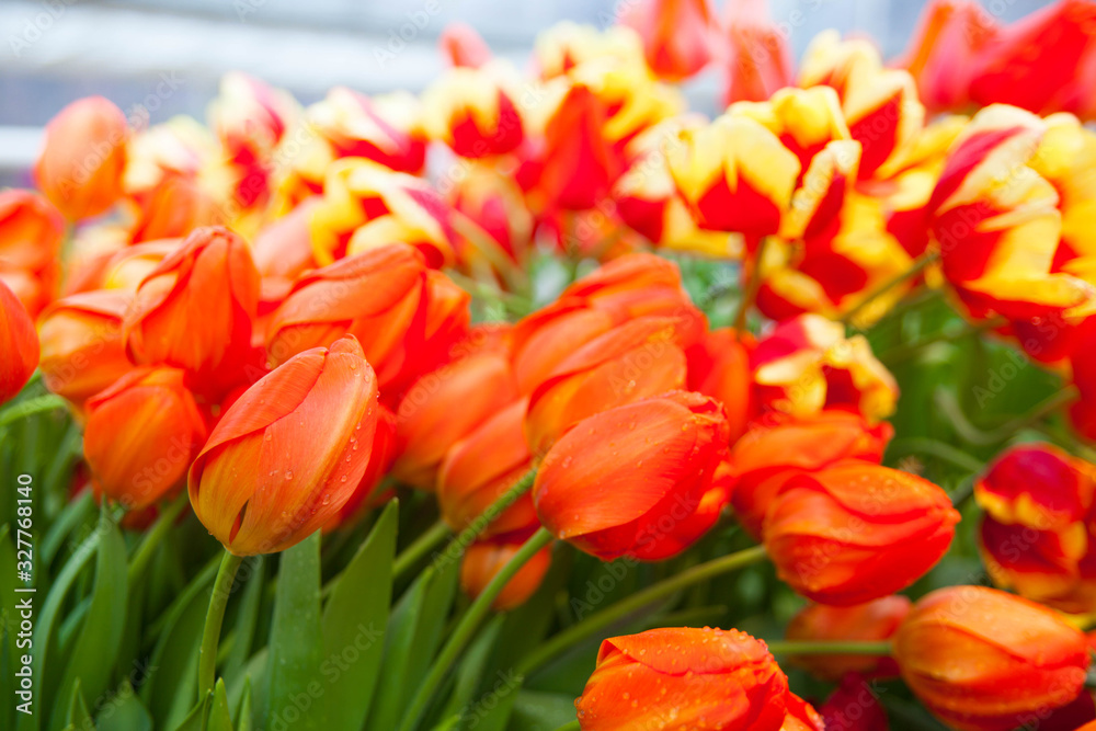 Tulip. Spring background of colorful flowers in the garden Tulip. Spring background of colorful flowers in the garden