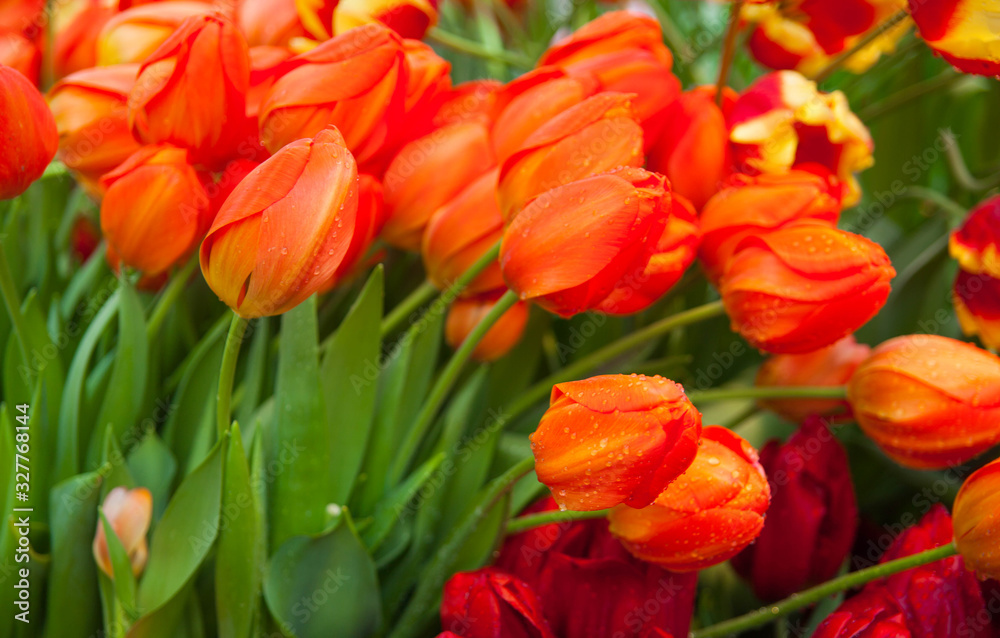 Tulip. Spring background of colorful flowers in the garden Tulip. Spring background of colorful flowers in the garden