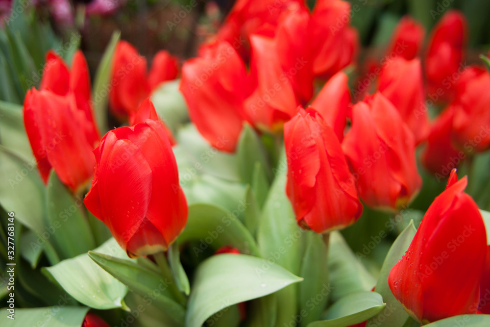 Tulip. Spring background of colorful flowers in the garden Tulip. Spring background of colorful flowers in the garden