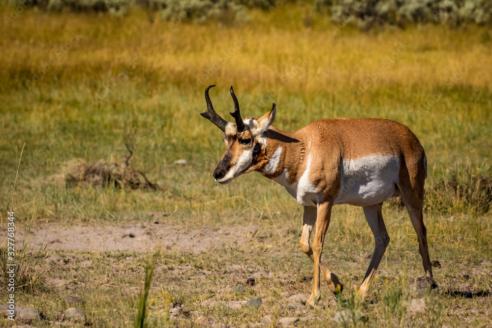 Fototapeta premium Pronghorn antelope at Yellowstone