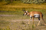 Pronghorn antelope at Yellowstone