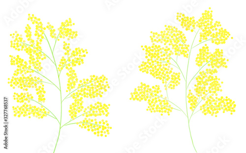 黄色い春の花　ミモザ　カットイラスト © 桜 マチ