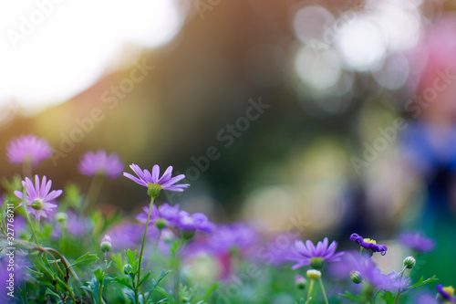 Purple flowers of Daisy, violet flower blossom growing in garden in bokeh tree background