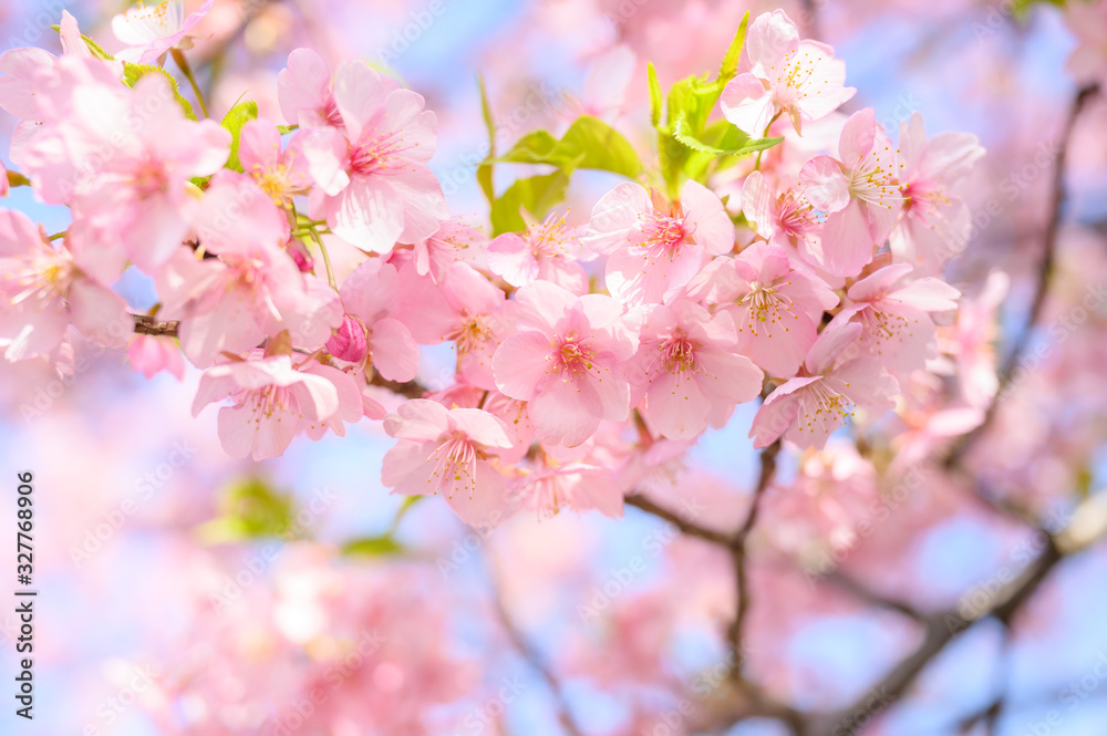 満開の河津桜