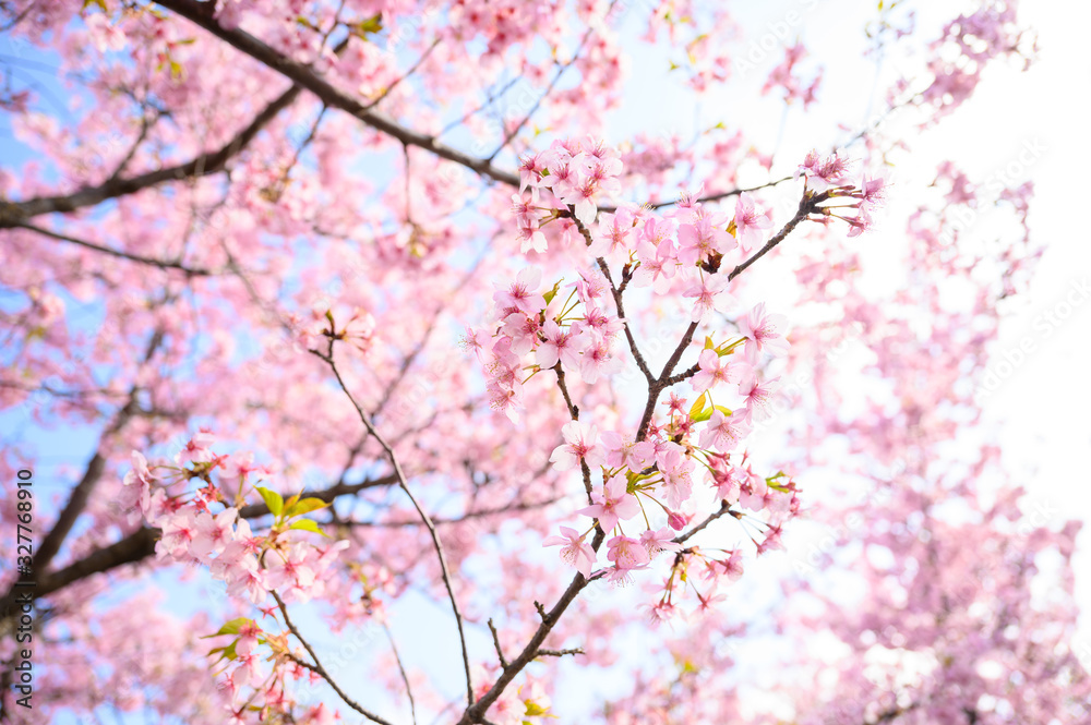 満開の河津桜と逆光と青空