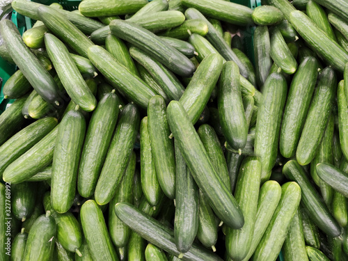 Sale of green medium-fruited cucumbers in large quantities in the store. Vegetable background.