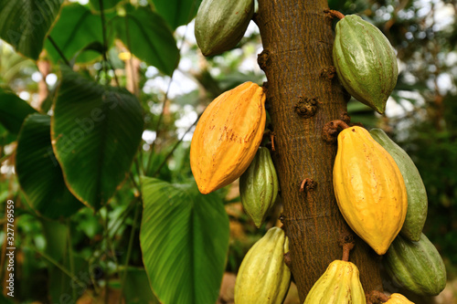 Obraz na płótnie 'Theobroma Cacao' cocoa plant tree with huge yellow and green cocoa beans used f
