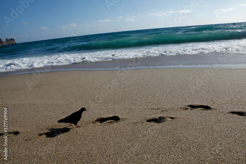 Pigeons on the beach. Wavy sea. © Kybele