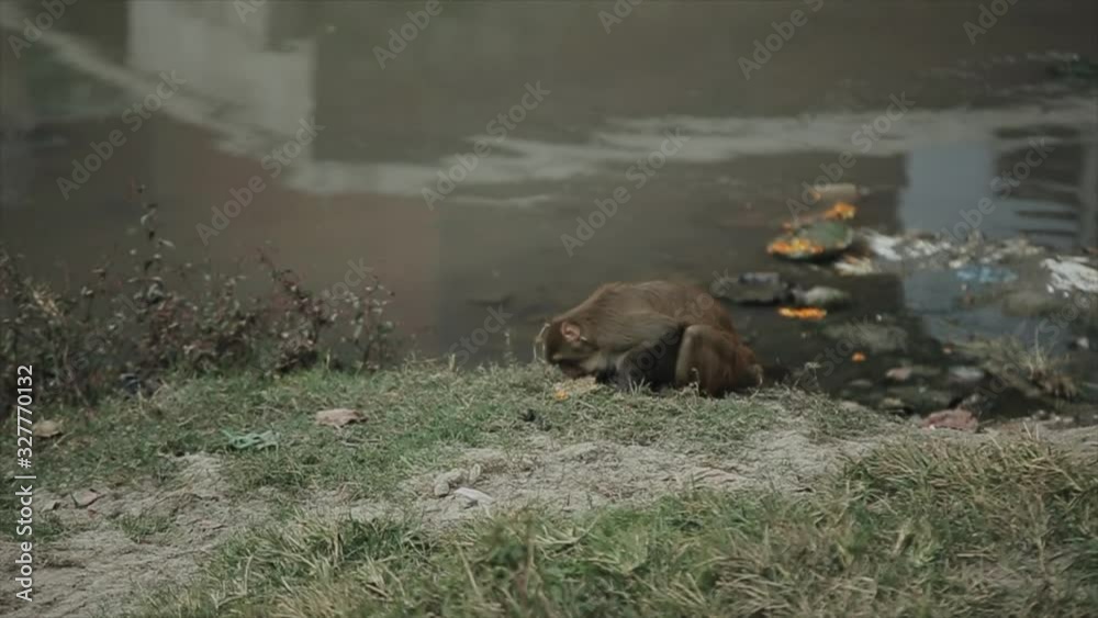 A wild nepalese monkey eating leftover food from the ceremony of peace offering. River shore, Kathmandu Nepal. A wild nepalese monkey eating leftover food from the ceremony of peace offering. River shore, Kathmandu Nepal.