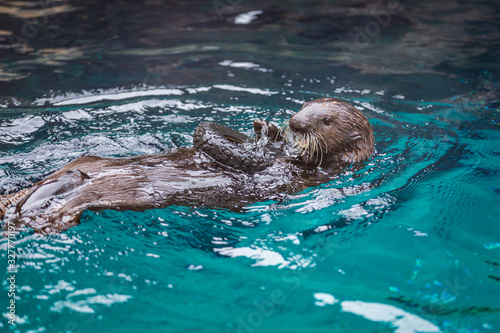 Sea otter feeding in Oregon Zoo