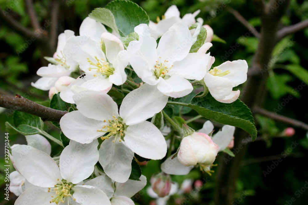 Beautiful flowering apple orchard, spring day