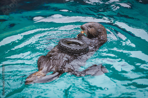 Sea otter feeding in zoo
