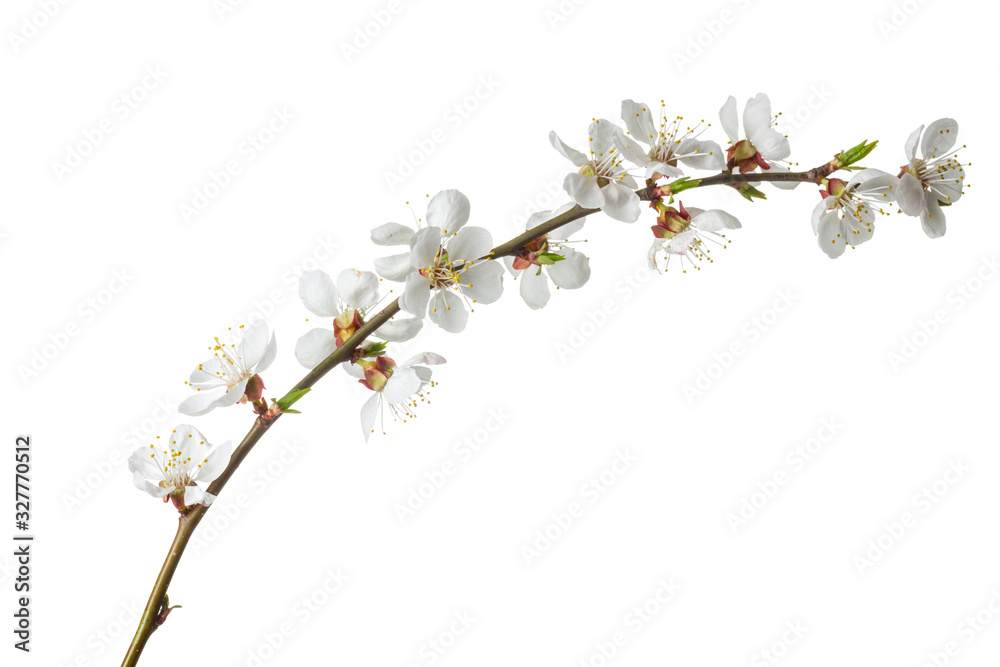 Beautiful blossom flowers with branch isolated on white background. Beautiful blossom flowers with branch isolated on white background.