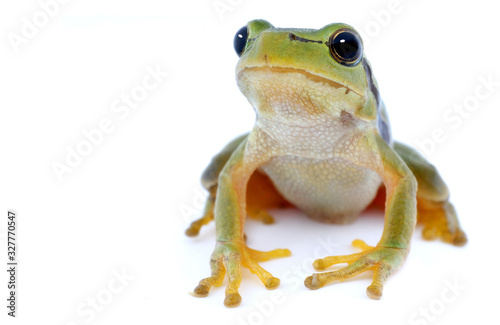 Green tree frog isolated on white background © Trutta