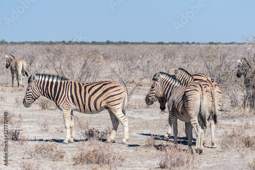 A group of Burchell s Plains zebra -Equus quagga burchelli- standing close to each other on the plains of Etosha National Park  Namibia.