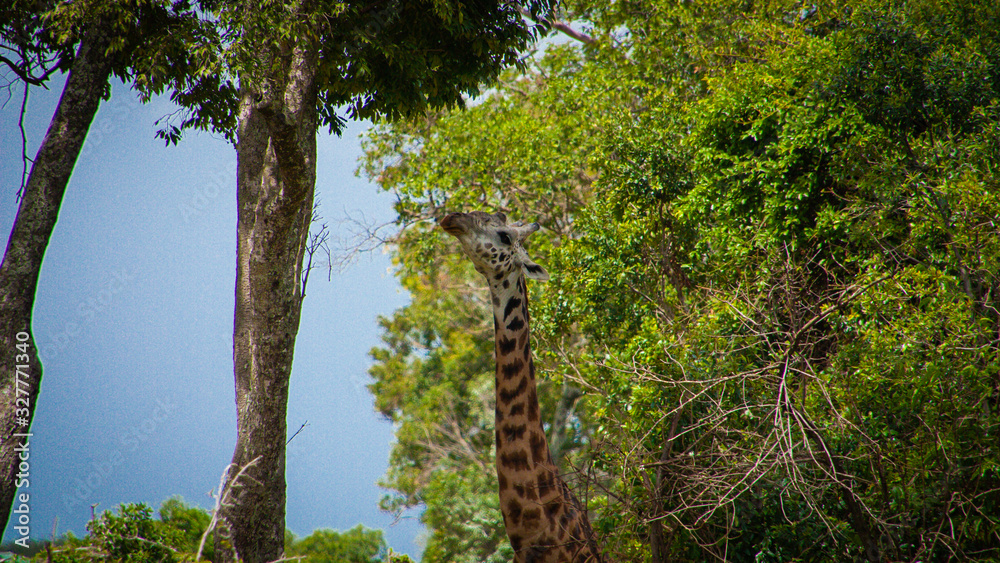 Fototapeta premium Feeding giraffe
