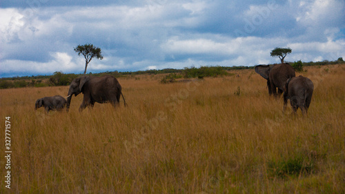 Pack of elephants © KrumpyOne