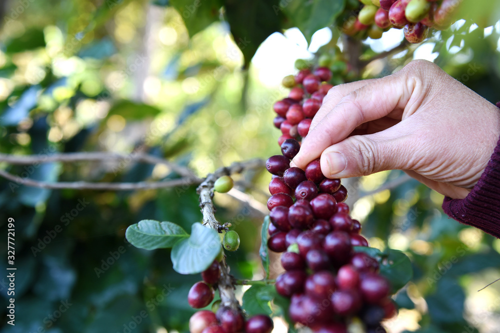 Hand picking coffee berries on branch in plantation.