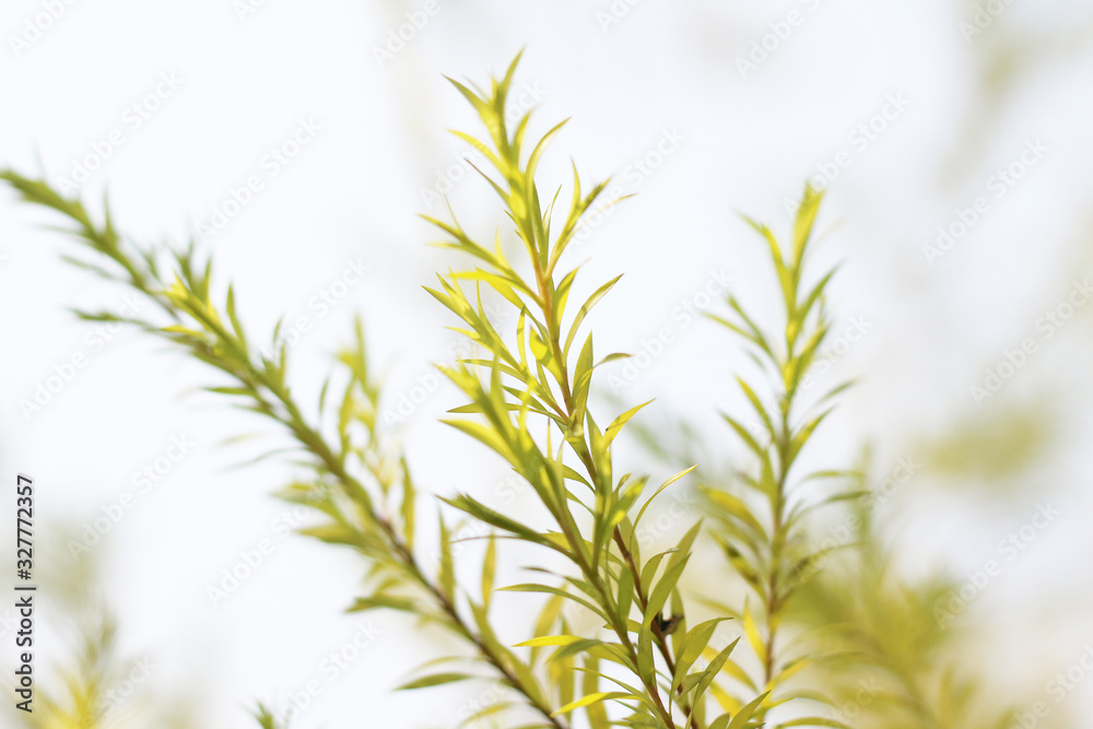 beautiful autumn macro yellow leaves background blurred beautiful autumn macro yellow leaves background blurred